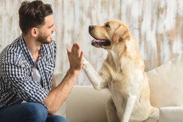Para las mascotas también hay reglas. ¡Conócelas para ser un buen vecino!